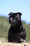 STAFFIE 365